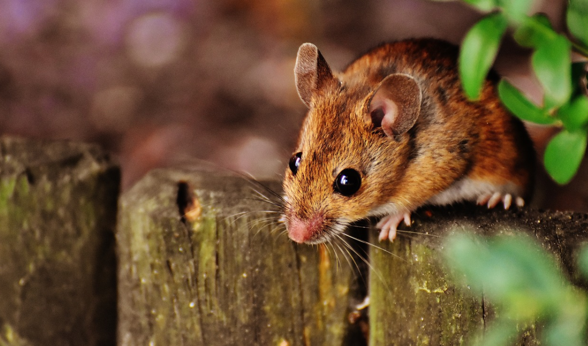 myš na plotě